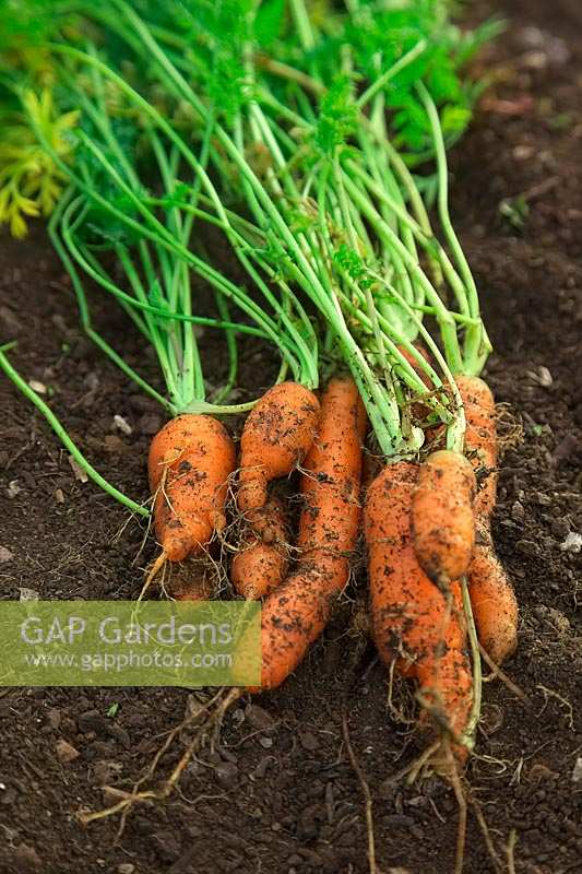 Freshly dug carrots Daucus carota 'Amsterdam Forcing' 