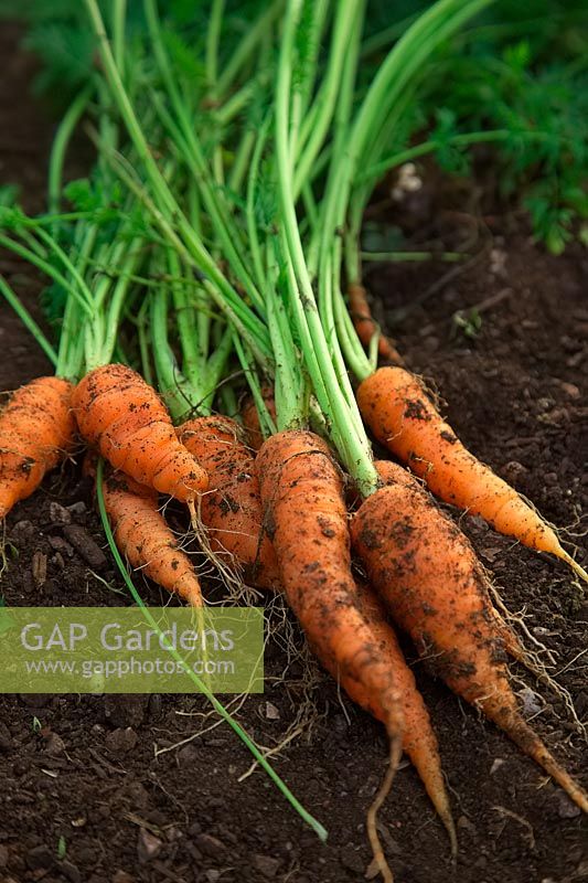 Freshly dug carrots Daucus carota 'Berlicum' 