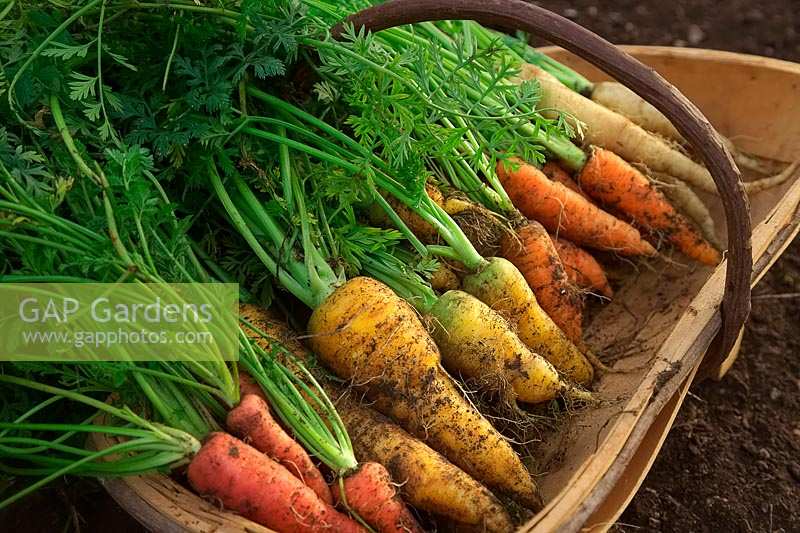 Freshly dug carrots in a trug:  Daucus carota 'Atomic Red' 'Jaune de Doubs', 'Autumn King' and 'Lunar White'