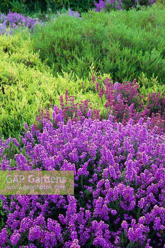Contrasting shades and textures of mixed Daboecia and Calluna and cinereas in flowerbed. Champs Hill, Sussex, UK.
