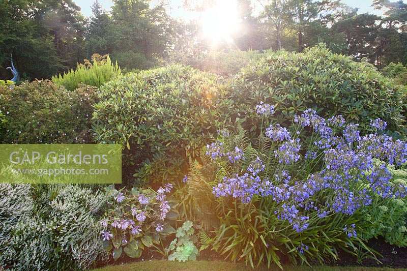 Bed of shrubs, Erica, Sedum and Agapanthus. Champs Hill, Sussex, UK. 