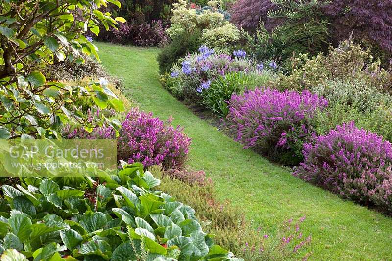Grass pathway through borders of Bergenia, mixed heathers, Acer and Agapanthus. Champs Hill, Sussex, UK. 