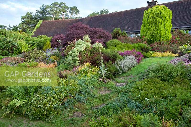 Dramatic borders in front of house including mixed heathers, ferns, acer, and conifers. Champs Hill, Sussex, UK. 