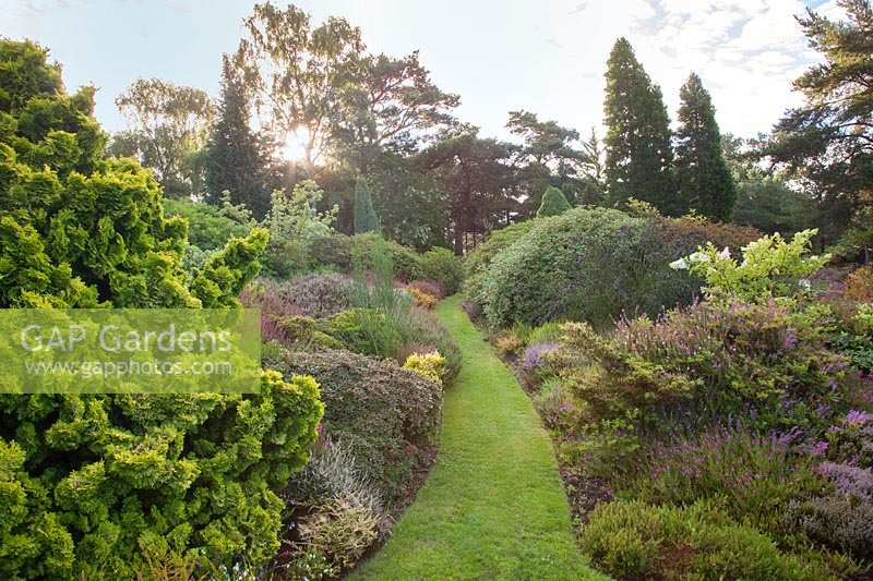 Grass pathway through borders of heathers, shrubs and conifers. Champs Hill, Sussex, UK.
