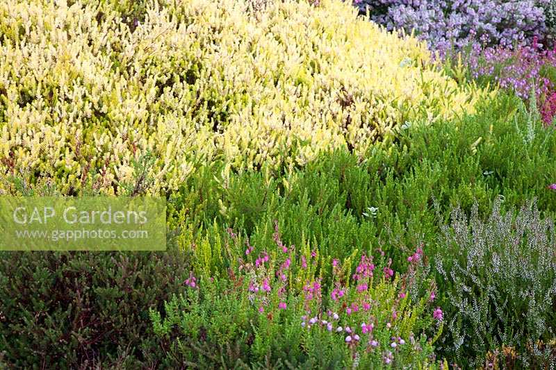 Contrasting shades and textures of mixed Daboecia, Calluna and Erica. Champs Hill, Sussex, UK.