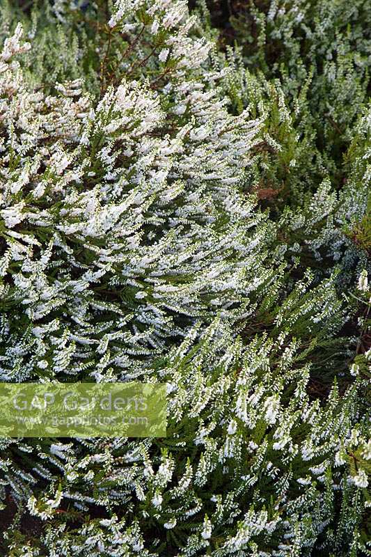 Erica carnea f. alba 'Springwood White' - Heather 'Springwood White'

