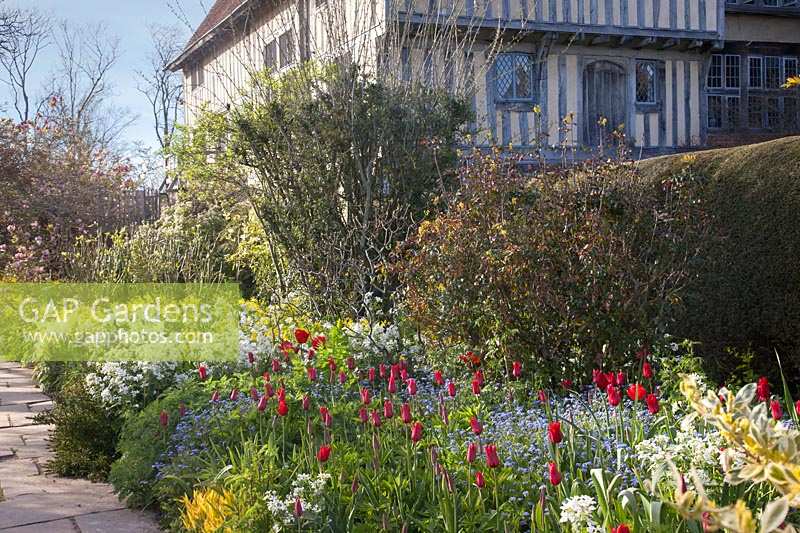 Colourful spring border with Tulipa, Sweet Rocket, Euphorbia, and Euonymus at Great Dixter Garden, Sussex, UK.