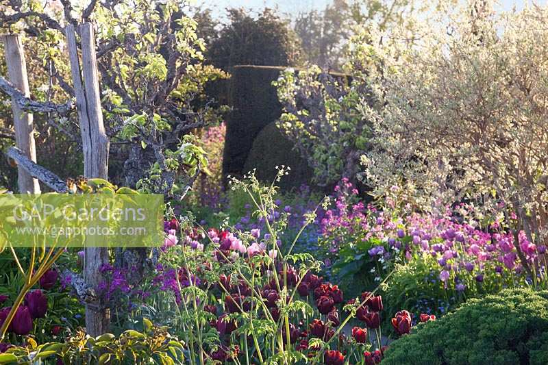 Mixed tulips flowering in formal borders. Great Dixter Garden, Sussex, UK. 