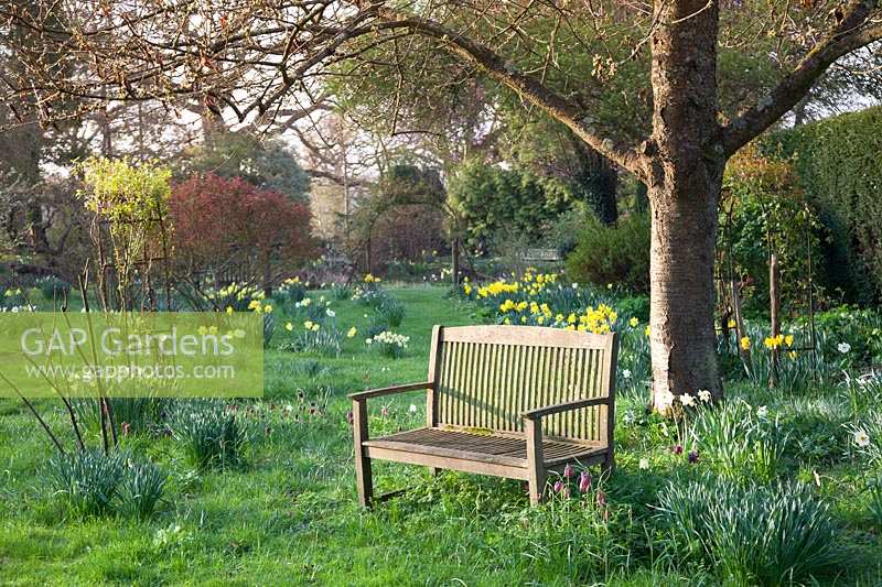 Tranquil wooden bench amongst Narcissus and Fritillaria meleagris under tree.  King Johns Lodge, Sussex, UK. 