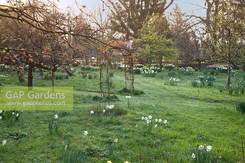 Decorative archways of Rosa in spring orchard with Narcissus. King Johns Lodge, Sussex, UK.