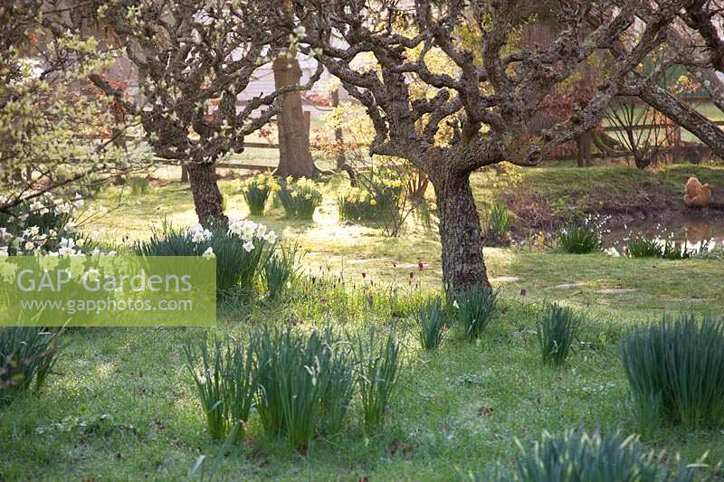 Orchard with mixed Narcissus, Fritillaria meleagris and pond. King Johns Lodge, Sussex, UK. 