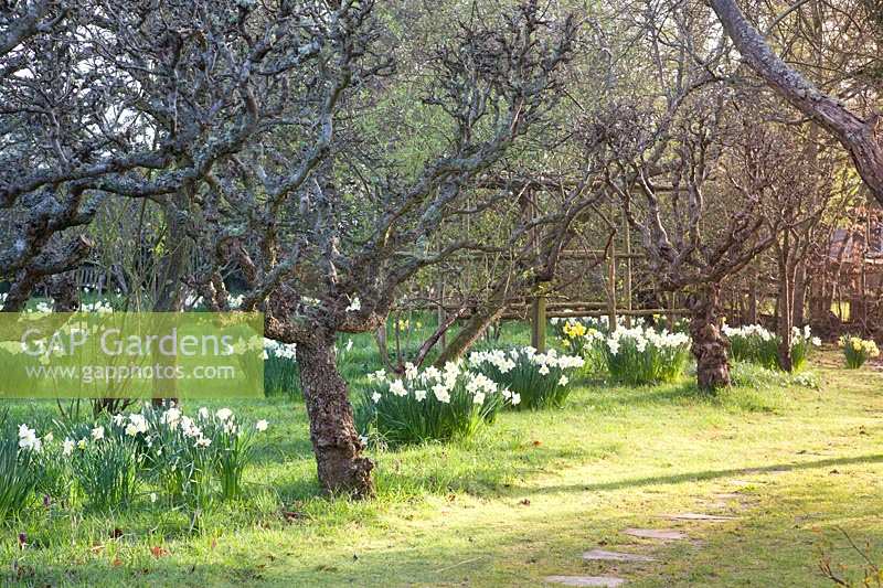 Stepping stones through spring orchard with mixed Narcissus. King Johns Lodge, Sussex, UK. 