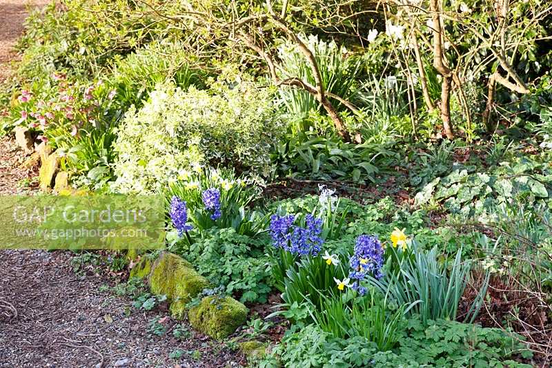 Hyacinths and narcissus in spring border. King Johns Lodge, Sussex