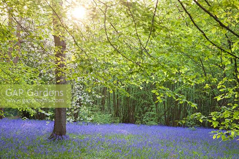 Carpet of Bluebells in spring under canopy of trees. Hole Park, Kent, UK. 