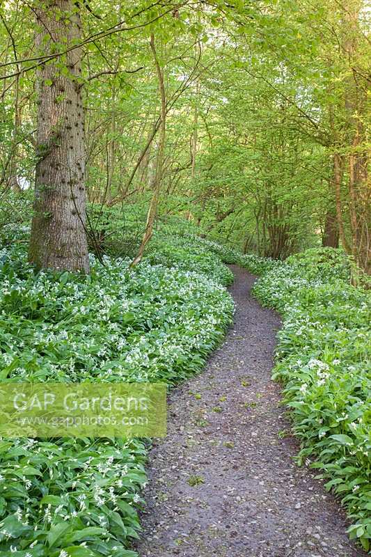 Woodland walk through wild garlic. Hole Park, Kent, UK.