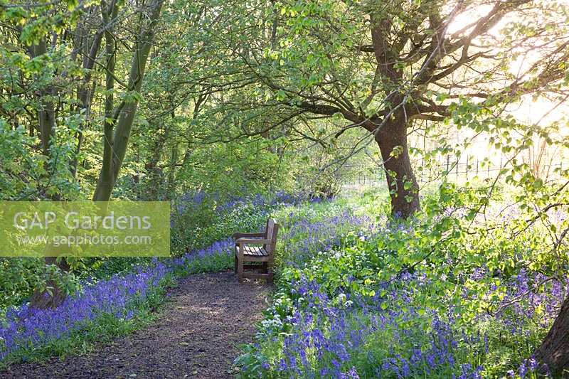 Wooden seat overlooking Bluebells and wild garlic in woodland garden. Hole Park, Kent, UK.