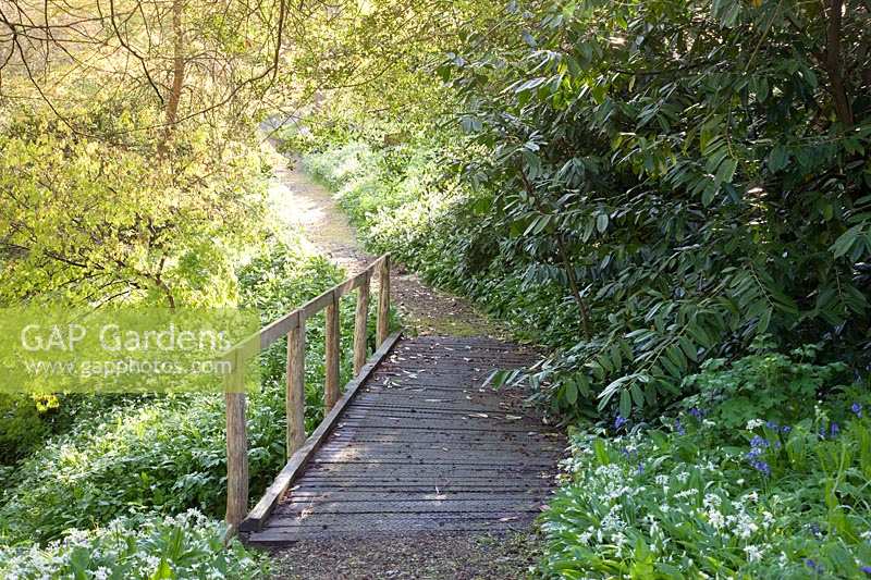 Wooden bridge through spring woodland garden with wild garlic and Bluebells.  Hole Park, Kent, UK. 