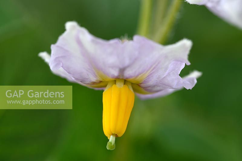 Solanum tuberosum 'Maris Bard' - Potato 'Maris Bard'