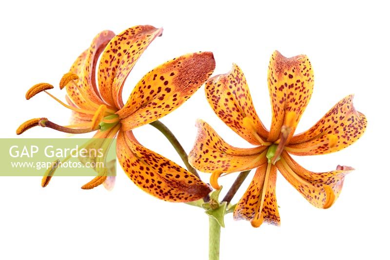 Lilium martagon - Turk's Cap Lily  