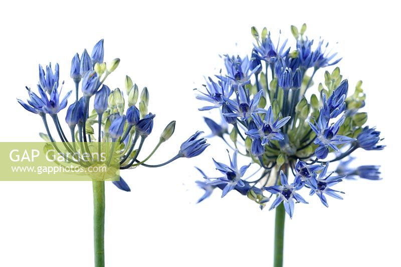 Allium caeruleum  - Azure-flowered Garlic  