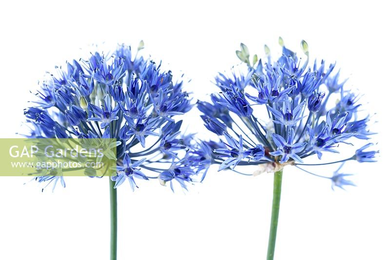 Allium caeruleum - Azure-flowered Garlic
