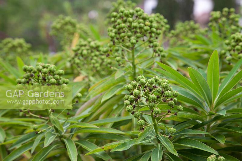 Euphorbia mellifera - Canary spurge