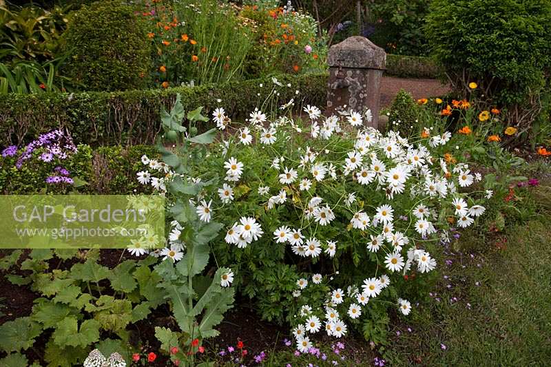 Colourful borders including Argyranthemum foeniculaceum - Marguerite at Palheiro's Garden, Funchal, Madeira.
