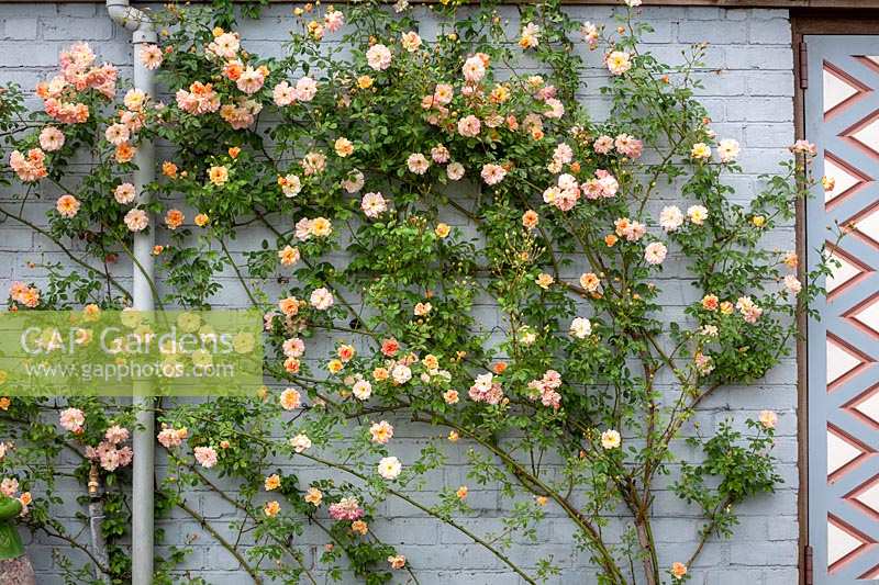 Rosa 'Phyllis Bide' AGM trained against a painted blue wall at Pettifers, Oxfordshire