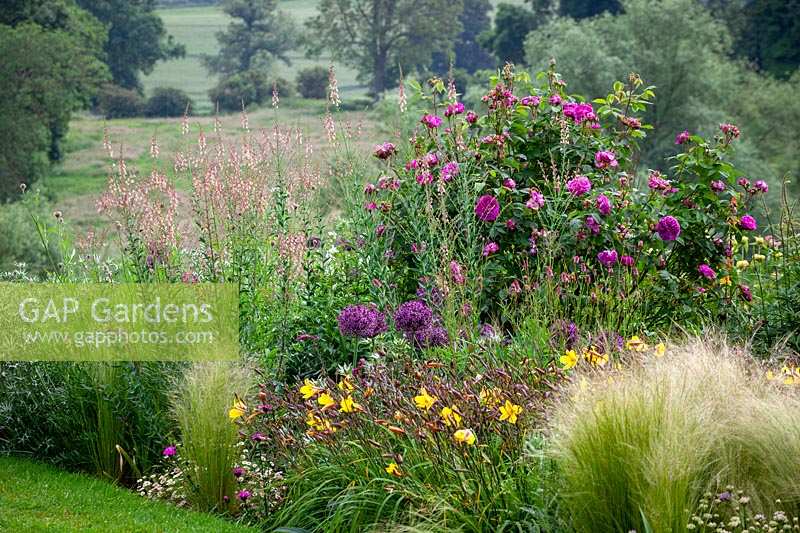 Linaria 'Peachy', Allium 'Firmanent' and Hemerocallis 'Corky'
- daylily - in the borders at Pettifers, Oxfordshire