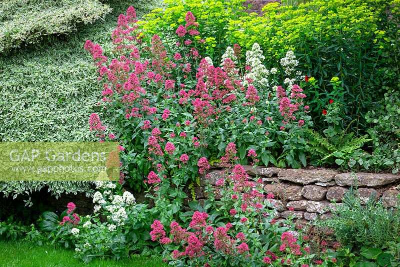 Self sown Centranthus ruber 'Albus', Valerian -red and white form - growing in a dry stone wall