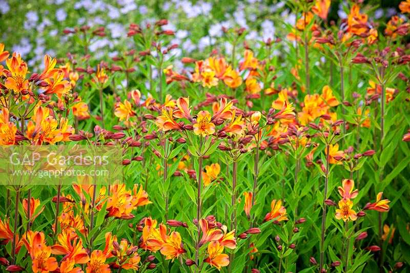 Alstroemeria 'Ligtu Hybrids' - Peruvian Lily - Graham Gough form