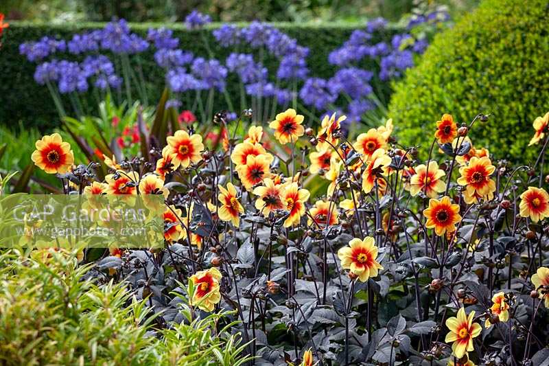 Dahlia 'Moonshine' syn 'Moonfire' with agapanthus beyond