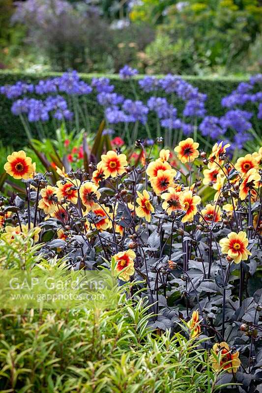 Dahlia 'Moonshine' syn 'Moonfire' with agapanthus beyond