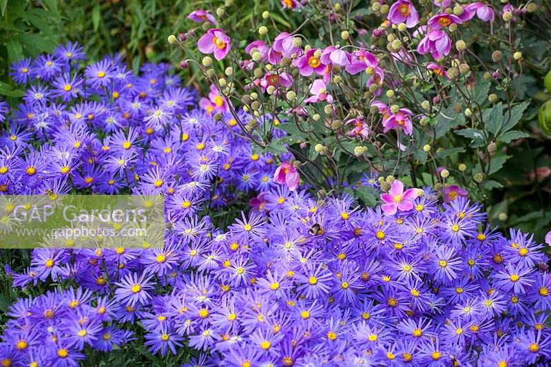Aster amellus 'Veilchenkönigin' AGM - 'Violet Queen' with Anemone hupehensis 'Bowles's Pink' - Japanese anemone