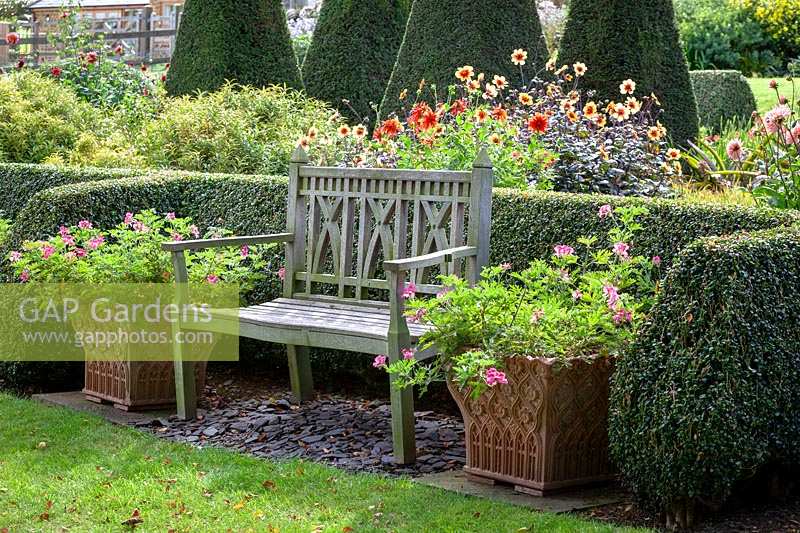 Wooden bench at Pettifers with terracotta containers of Pelargonium 'Lara Starshine' either side.