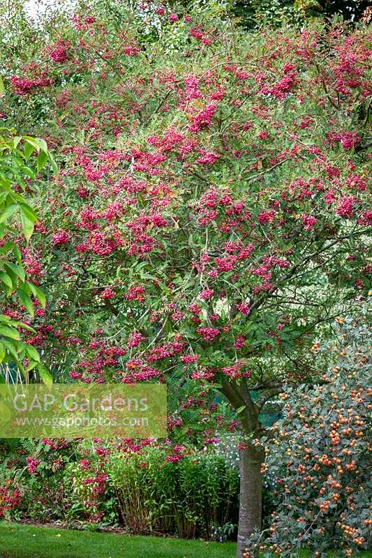 Sorbus vilmorinii - Rowan with berries