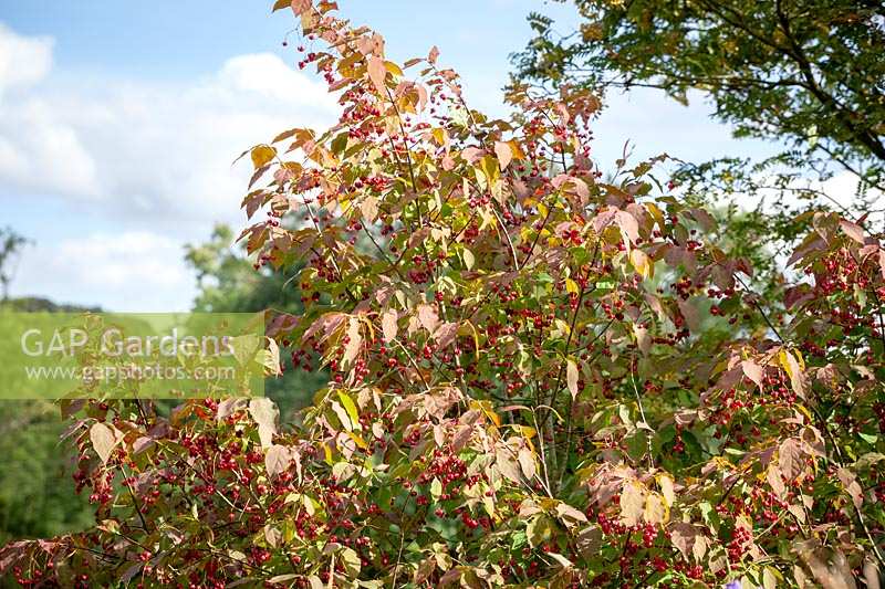 Euonymus planipes - Flat-stalked spindle tree syn. Euonymus sachalinensis misapplied