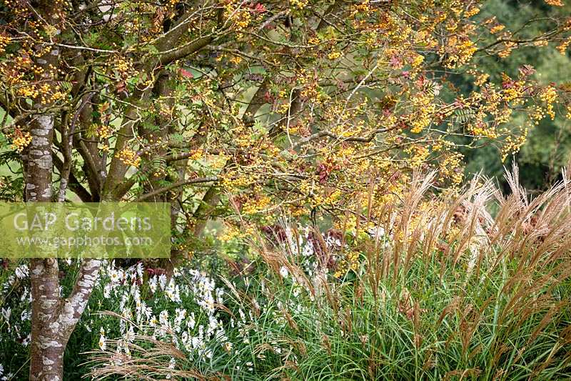 Autumn border at Pettifers. Sorbus 'Joseph Rock' - Mountain ash - and Miscanthus sinensis 'Yakushima Dwarf'