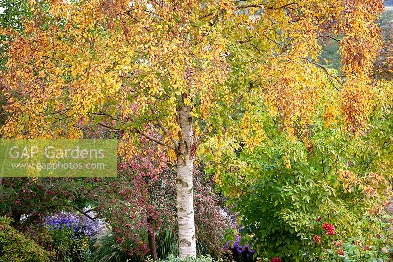 Betula ermanii - gold birch - with autumn colour at Pettifers.