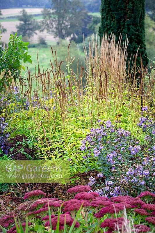 Autumn foliage colour and seedheads of Veronicastrum virginicum 'Lavendelturm' - Culver's root - with asters and sedums