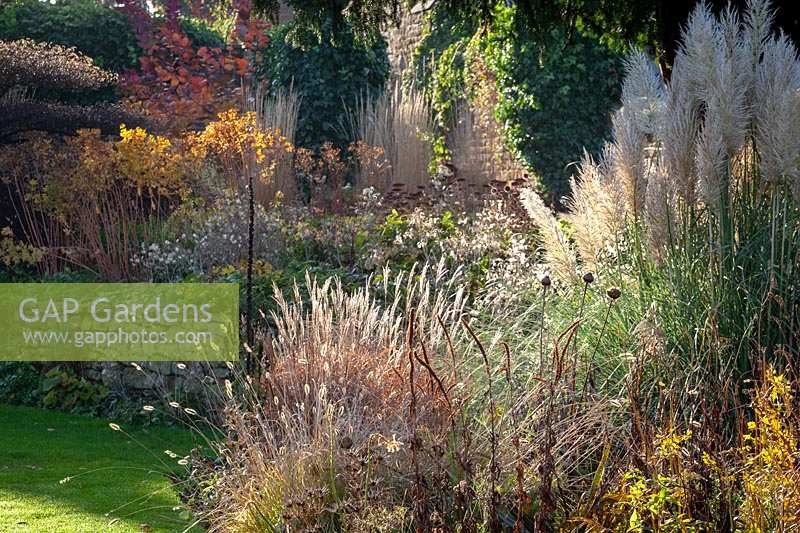 Backlit autumn border with seedheads and grasses including Cortaderia selloana 'Pumila' AGM - Pampas grass.