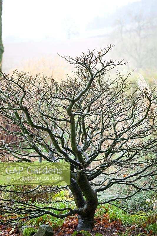 Architectural shape of bare acer tree.