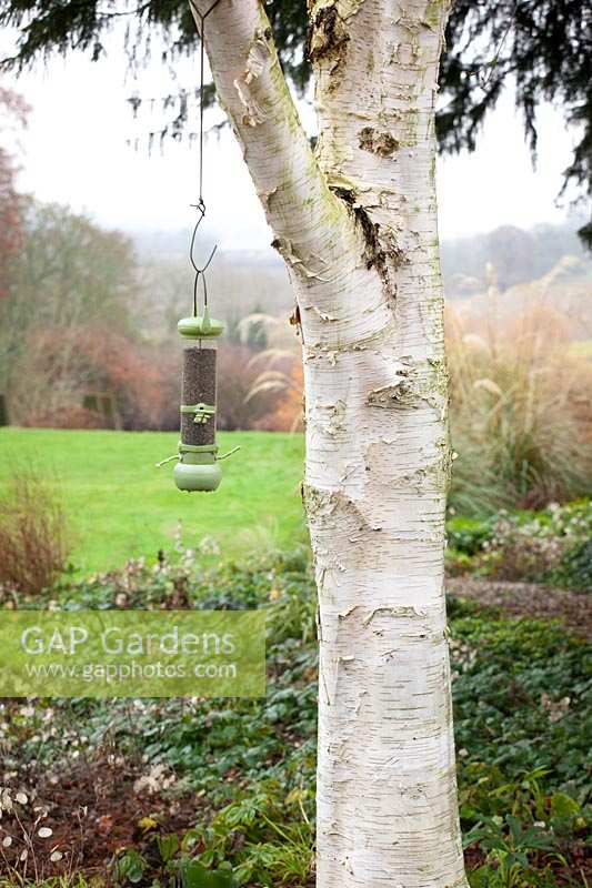 Birdfeeder hanging from silver birch tree