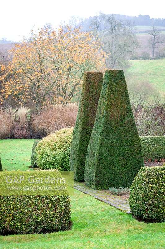 Clipped yew pillars and box hedging in the parterre at Pettifers. Taxus baccata, Buxus sempervirens