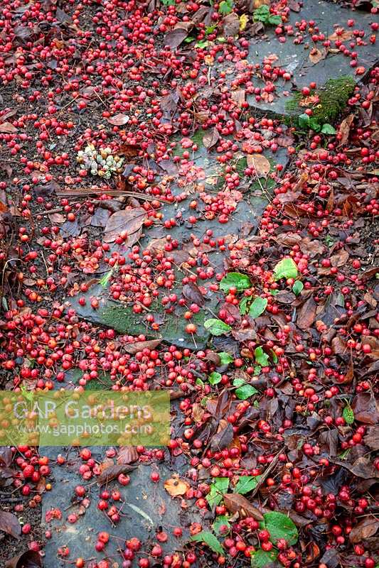 Path covered with the fallen berries of Malus hupehensis - Hupeh crab apple - syn. Malus theifera 
Pyrus malus theifera