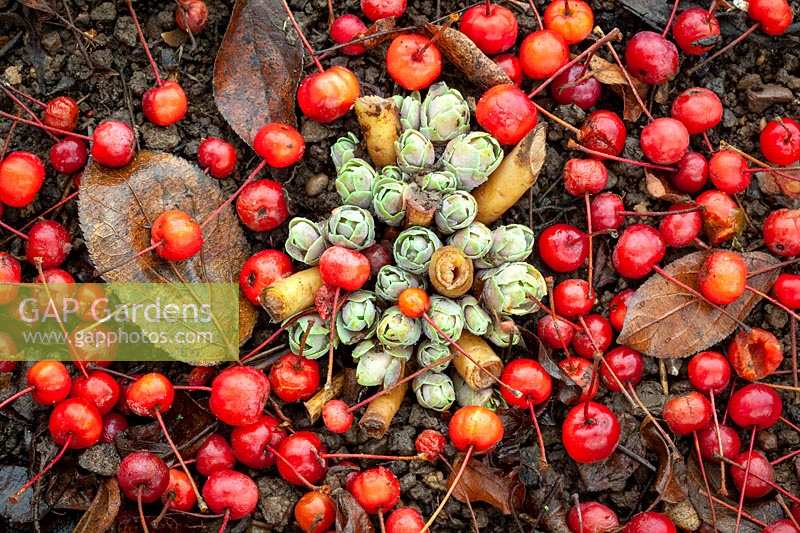 The fallen berries of Malus hupehensis - Hupeh crab apple -syn. Malus theifera, Pyrus malus theifera lying on the ground around sedum shoots