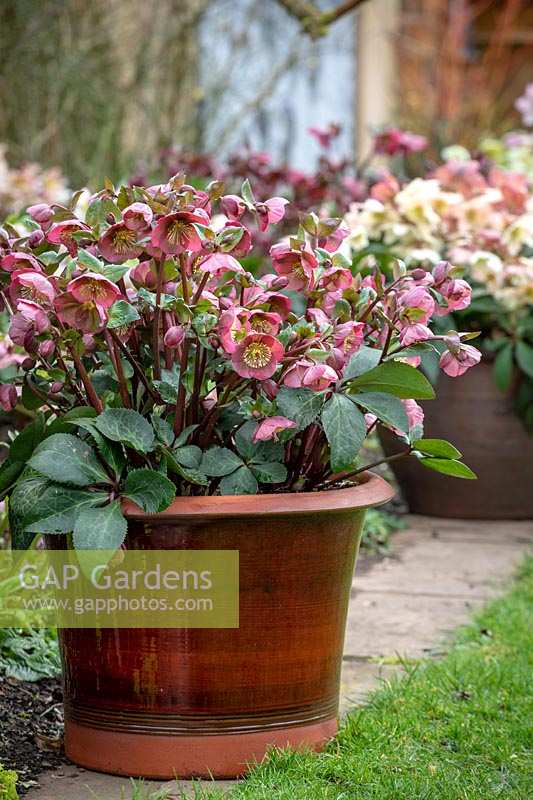Pots of hellebores in John Massey's garden. Helleborus Rodney Davey Marbled Group 'Penny's Pink' with Helleborus x nigercors 'Emma' in the background