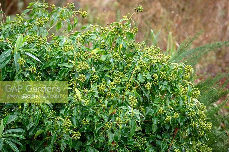 The berries of Hedera helix f. poetarum - Poet's ivy