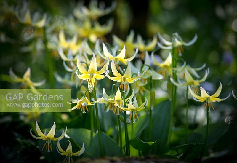 Erythronium 'Joanna' AGM, Fawn lily.