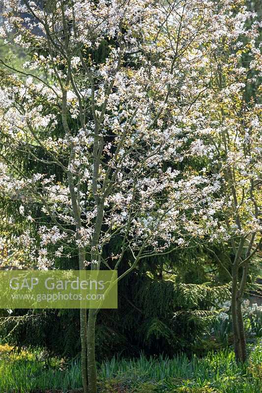 Amelanchier x grandiflora 'Rubescens' - Serviceberry
